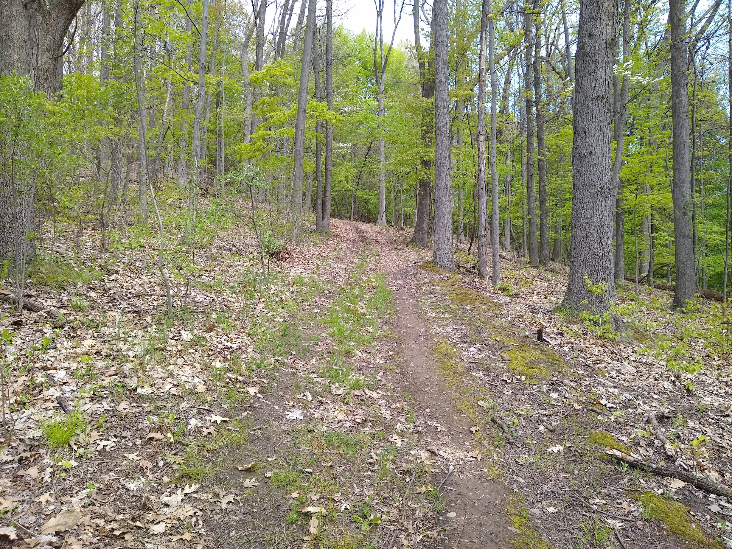 Yellow Trail